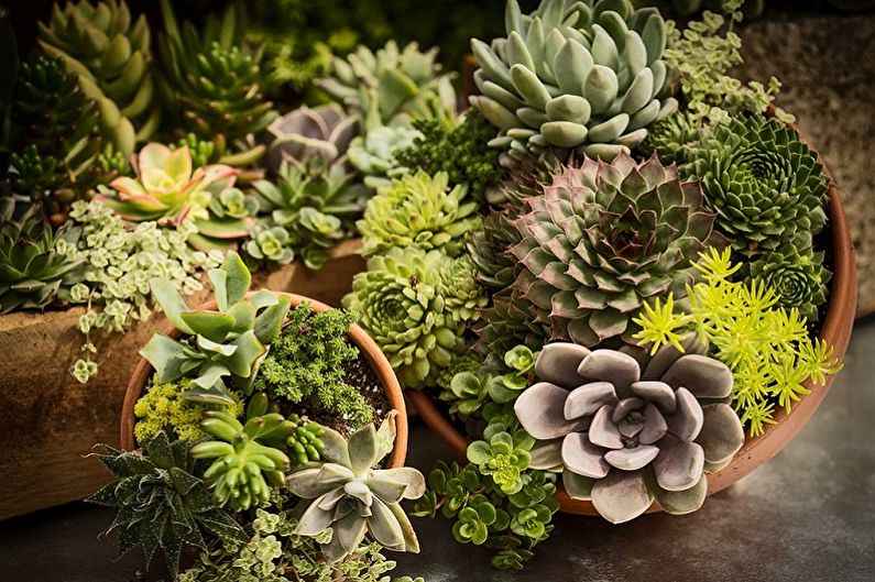 Succulents - fotoğraf