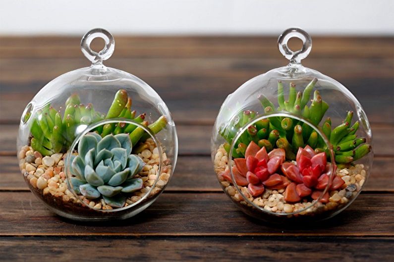 Plantes succulentes - photo