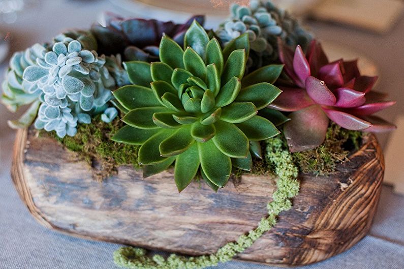 Succulents - photo