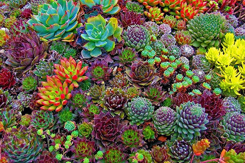 Succulents - foto