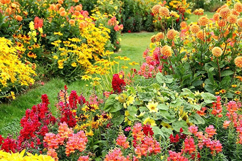 Fleråriga blommor för trädgården och sommaren - Fördelarna med plantering