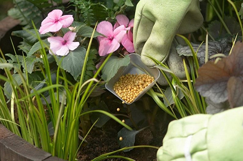 Flors perennes per al jardí i el jardí