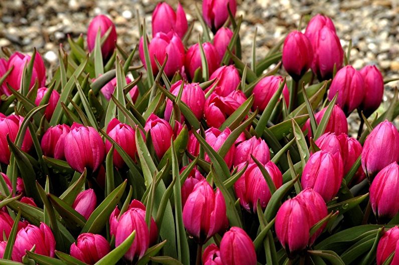 Fleråriga blommor för trädgården och sommaren - tulpaner