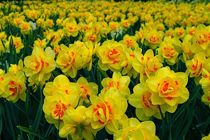 Flores perenes para o jardim e dacha - Narcisos