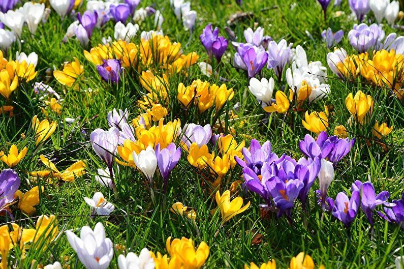 Fleråriga blommor för trädgården och sommaren - Krokusar