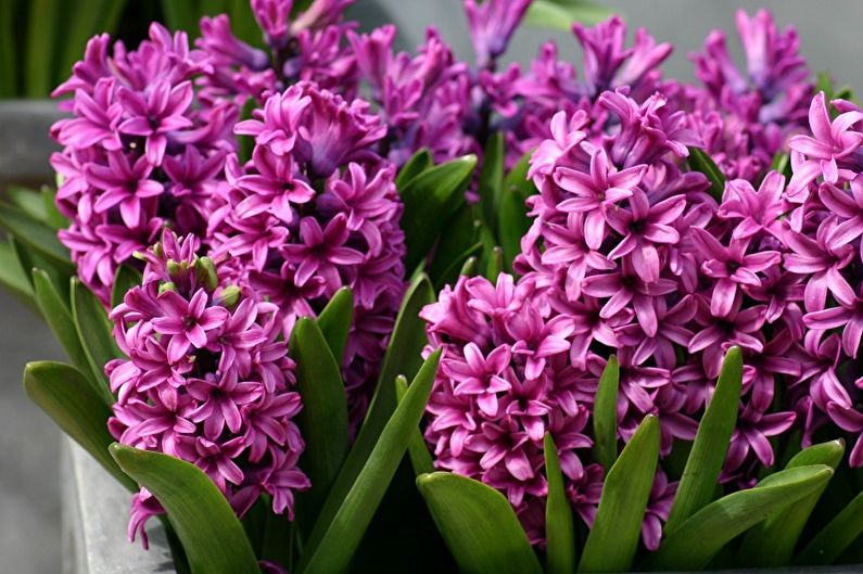 Fleurs vivaces pour le jardin et l'été - Jacinthes