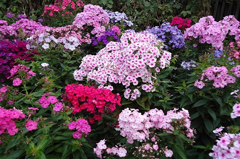 Mehrjährige Blumen für den Garten und den Sommer - Phlox