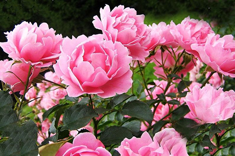 Fleurs vivaces pour le jardin et l'été - Pivoines