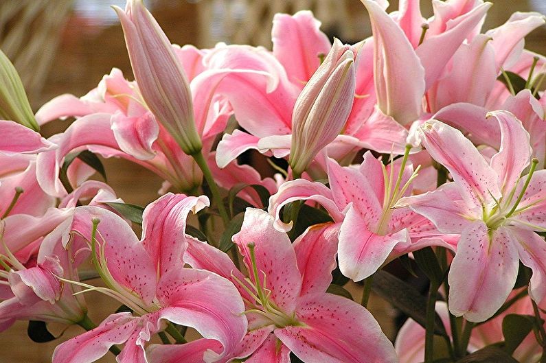 Flores perennes para el jardín y el jardín - Lirios