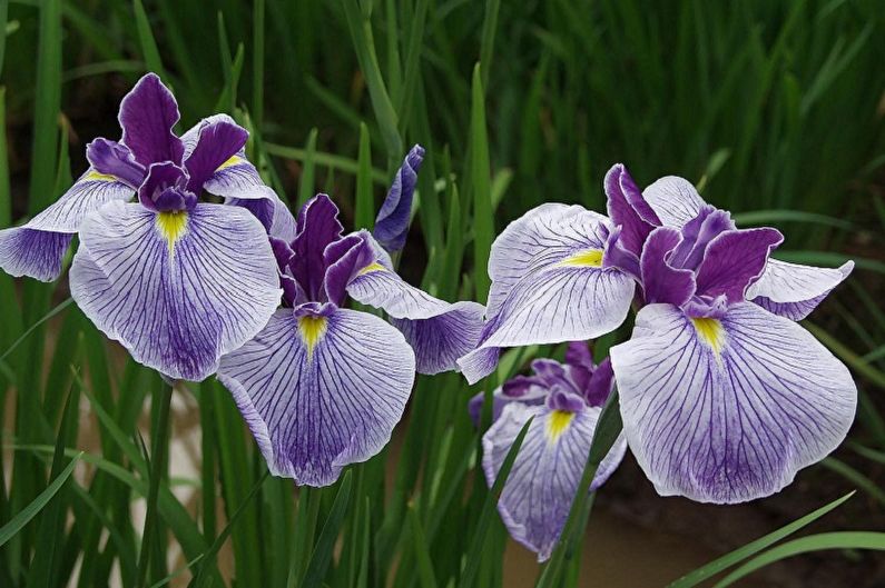 Perennial na bulaklak para sa hardin at tag-araw - Irises