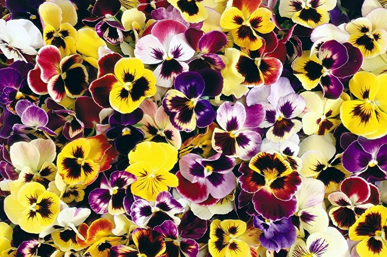 Flerårige blomster for hagen og sommeren - Pansies