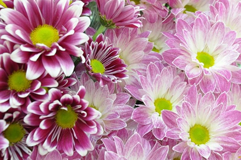 Fleurs vivaces pour le jardin et l'été - Chrysanthèmes