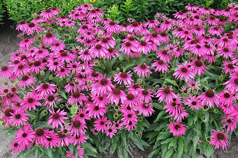 ดอกไม้ยืนต้นสำหรับสวนและสวน - Echinacea