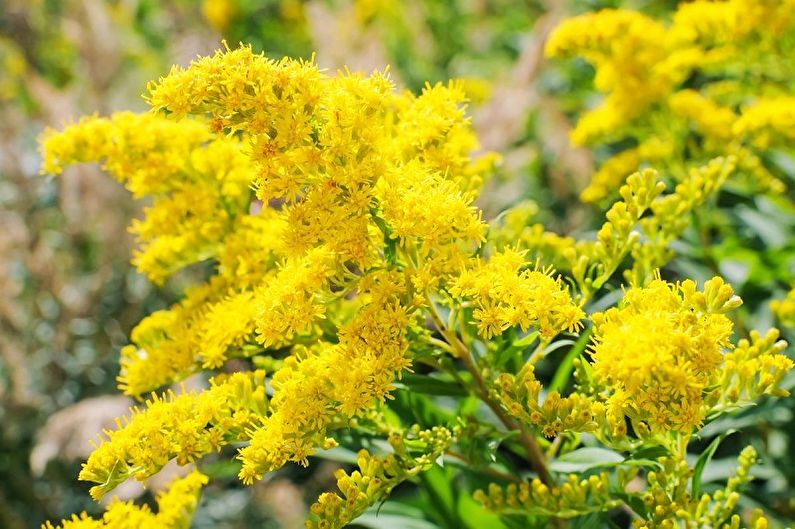 Fleråriga blommor för trädgården och sommaren - Zolotarnik