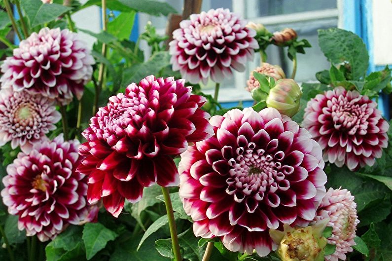 Flores perennes para el jardín y el jardín - Dalias