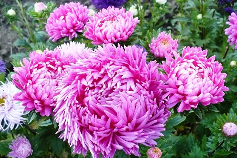 Fleurs vivaces pour le jardin et l'été - Asters