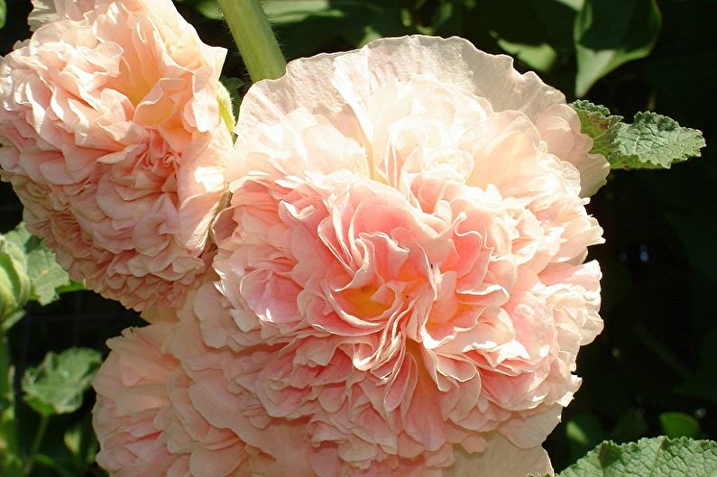 Meerjarige bloemen voor de tuin en de zomer - Stockrose