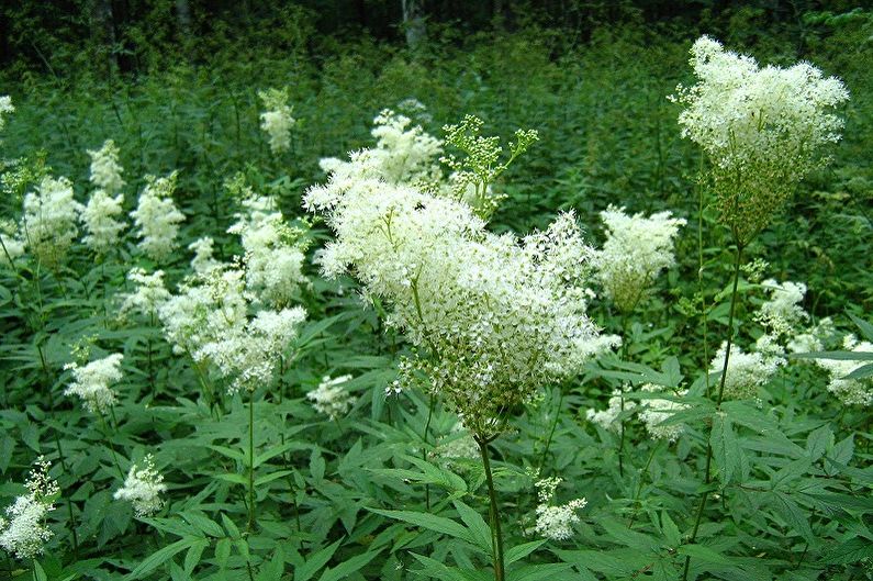 Flores perennes para el jardín y el jardín - Meadowsweet