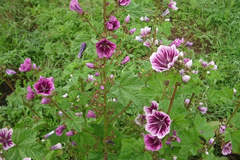 Fleråriga blommor för trädgården och sommaren - Malva Zebrina