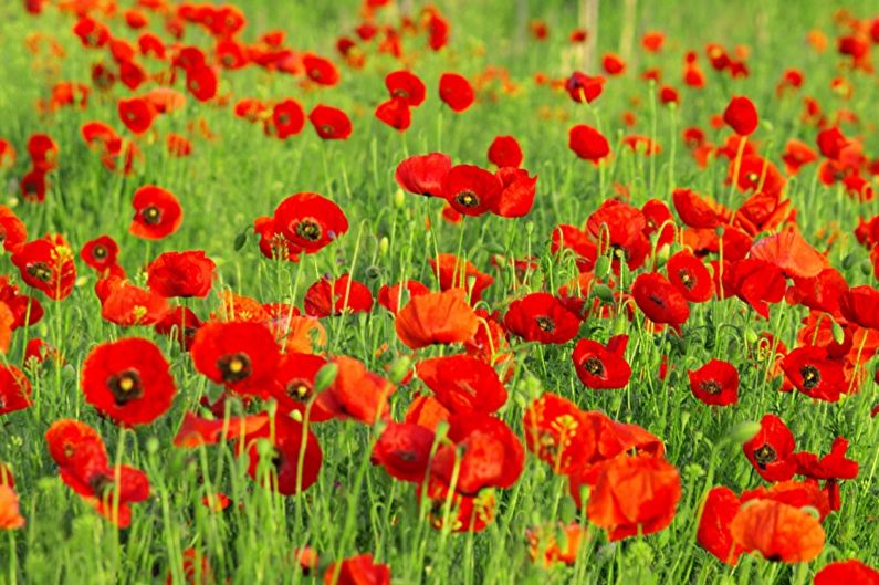 Flores perenes para o jardim e o verão - papoila persa