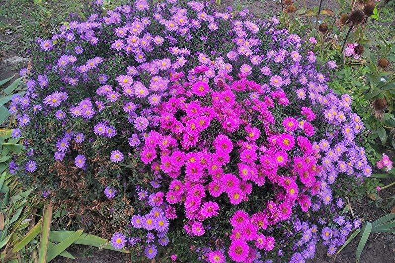 Mehrjährige Blumen für Garten und Sommer - Astra Bush