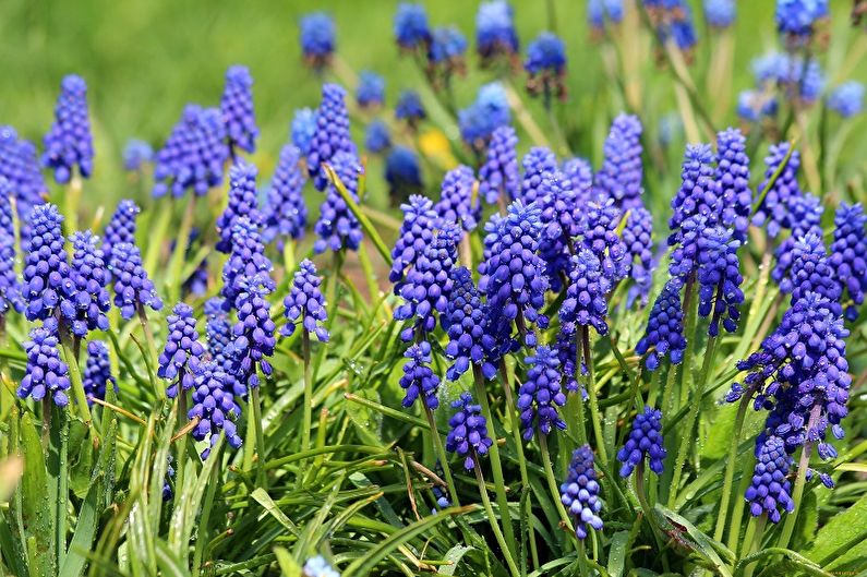 Flores perenes para o jardim e o verão - Muscari