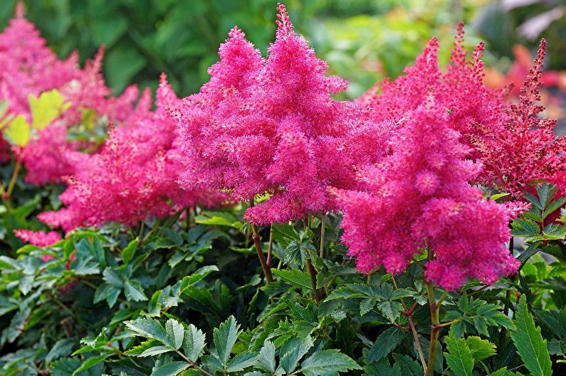 Meerjarige bloemen voor de tuin en tuin - Astilba