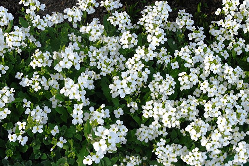 Meerjarige bloemen voor de tuin en de zomer - Arabis