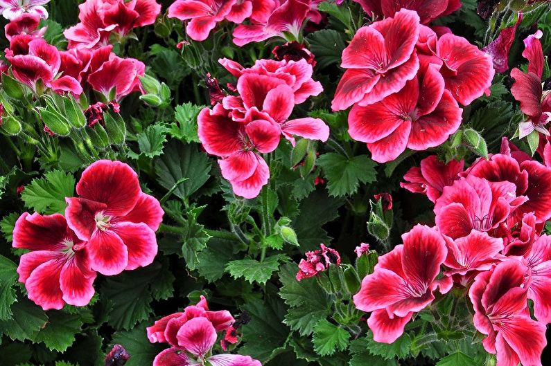 Flores perennes para el jardín y el jardín - Geranio