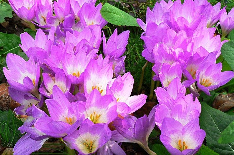 Bunga abadi untuk taman dan musim panas - Colchicum