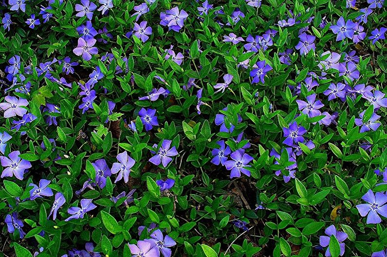 Perennial na bulaklak para sa hardin at hardin - Periwinkle