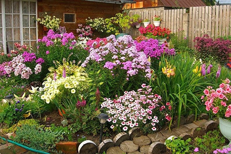 Fiori perenni per il giardino e il giardino - foto