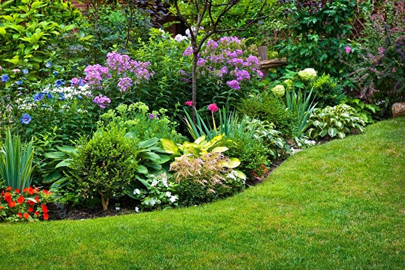 Flores perennes para el jardín y el jardín - foto