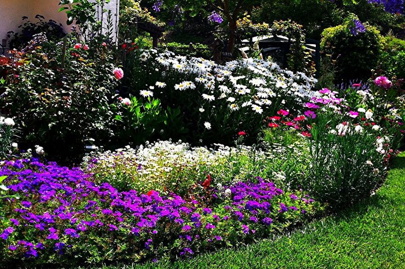 Fleråriga blommor för trädgården och trädgården - foto