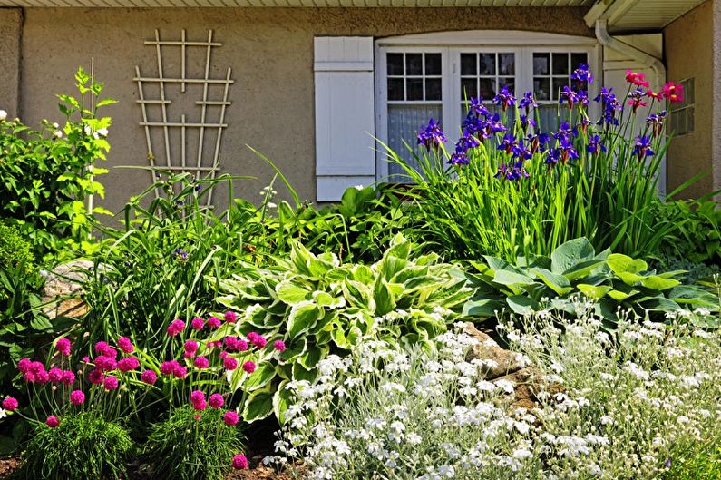 Flores perennes para el jardín y el jardín - foto