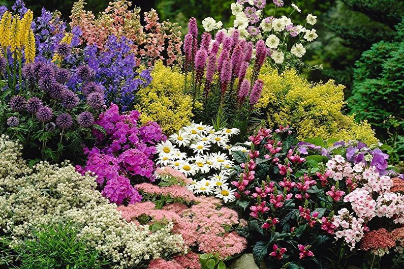 Flores perennes para el jardín y el jardín - foto