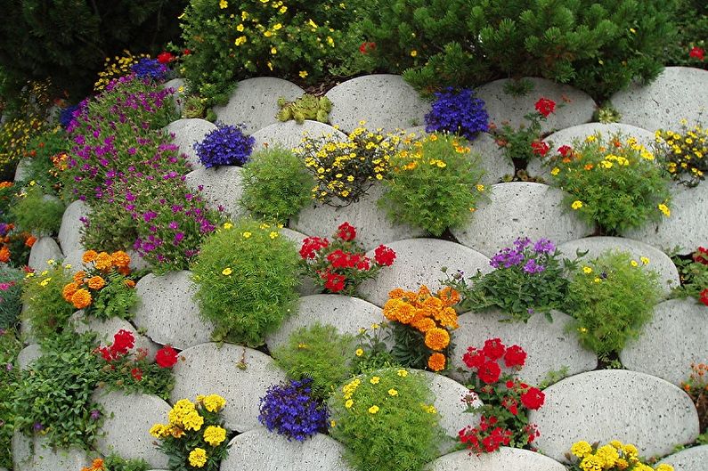 Flerårige blomster for hagen og hagen - foto