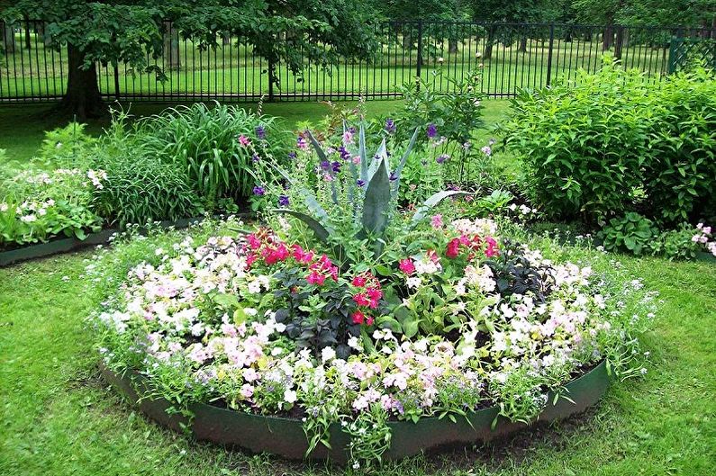 Meerjarige bloemen voor de tuin en tuin - foto