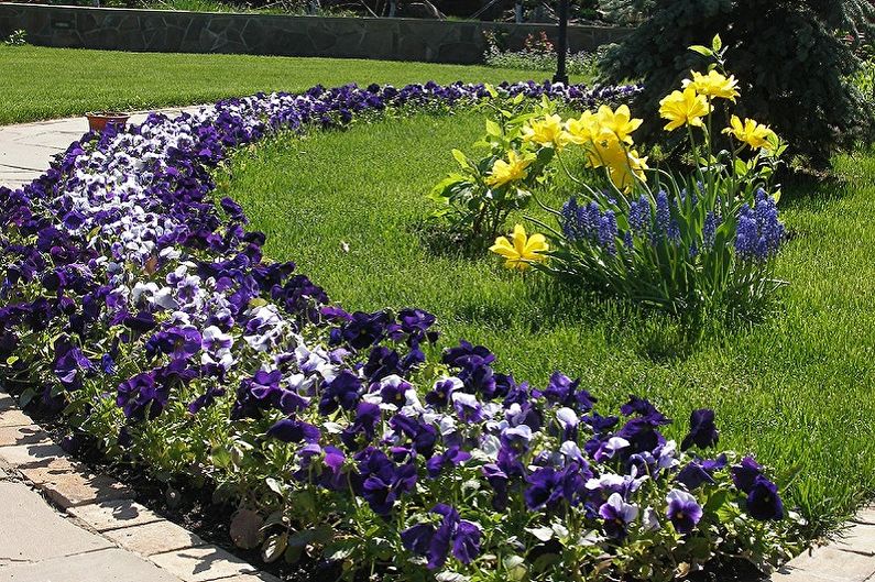 Flores perennes para el jardín y el jardín - foto