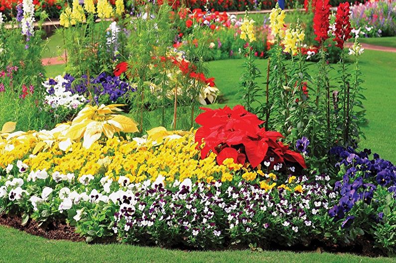 Perennial na bulaklak para sa hardin at hardin - larawan