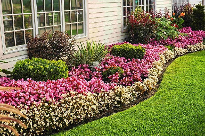 Fiori perenni per il giardino e il giardino - foto