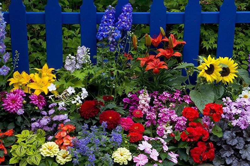 Flores perenes para o jardim e jardim - foto