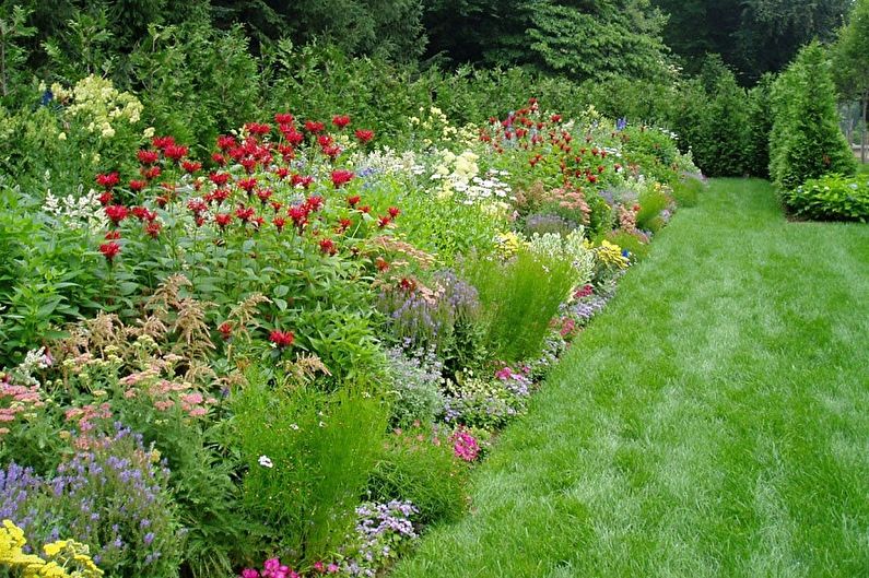 Fleråriga blommor för trädgården och trädgården - foto