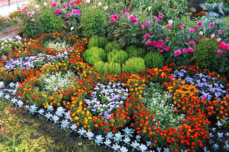 Flores perennes para el jardín y el jardín - foto