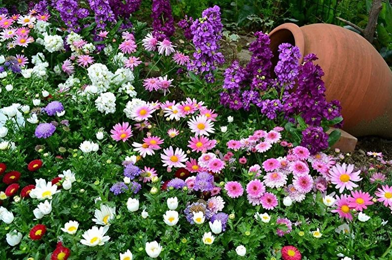 Meerjarige bloemen voor de tuin en tuin - foto