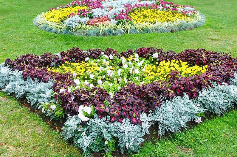 Meerjarige bloemen voor de tuin en tuin - foto