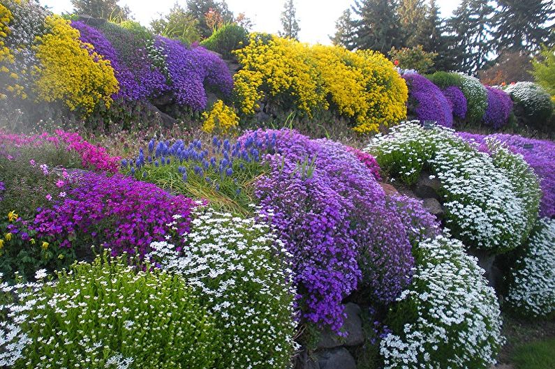 Flores perennes para el jardín y el jardín - foto