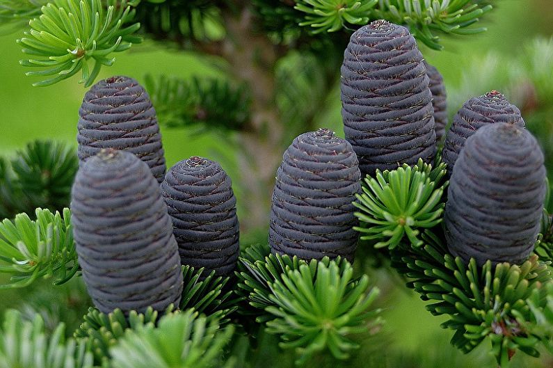 Korean fir (80 photos): types and care