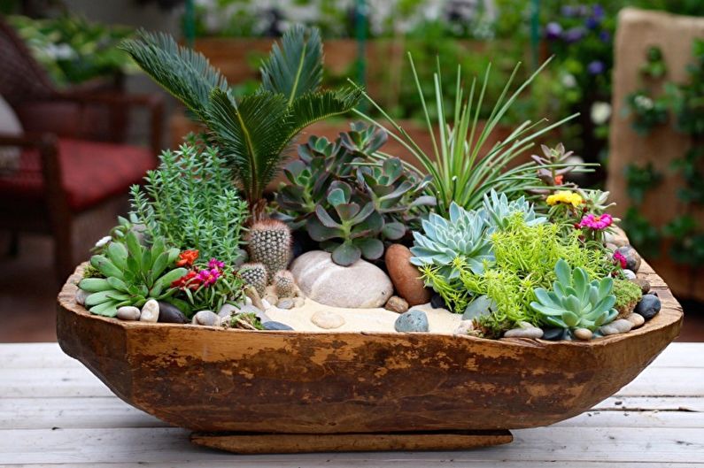 Succulents (90 ภาพ): ประเภทกฎการดูแล