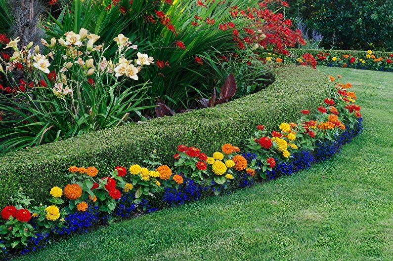 Flores perennes para una residencia de verano (95 fotos): tipos y cuidados